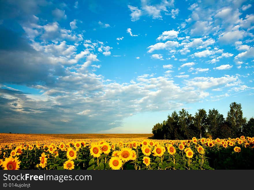 Yellow Field