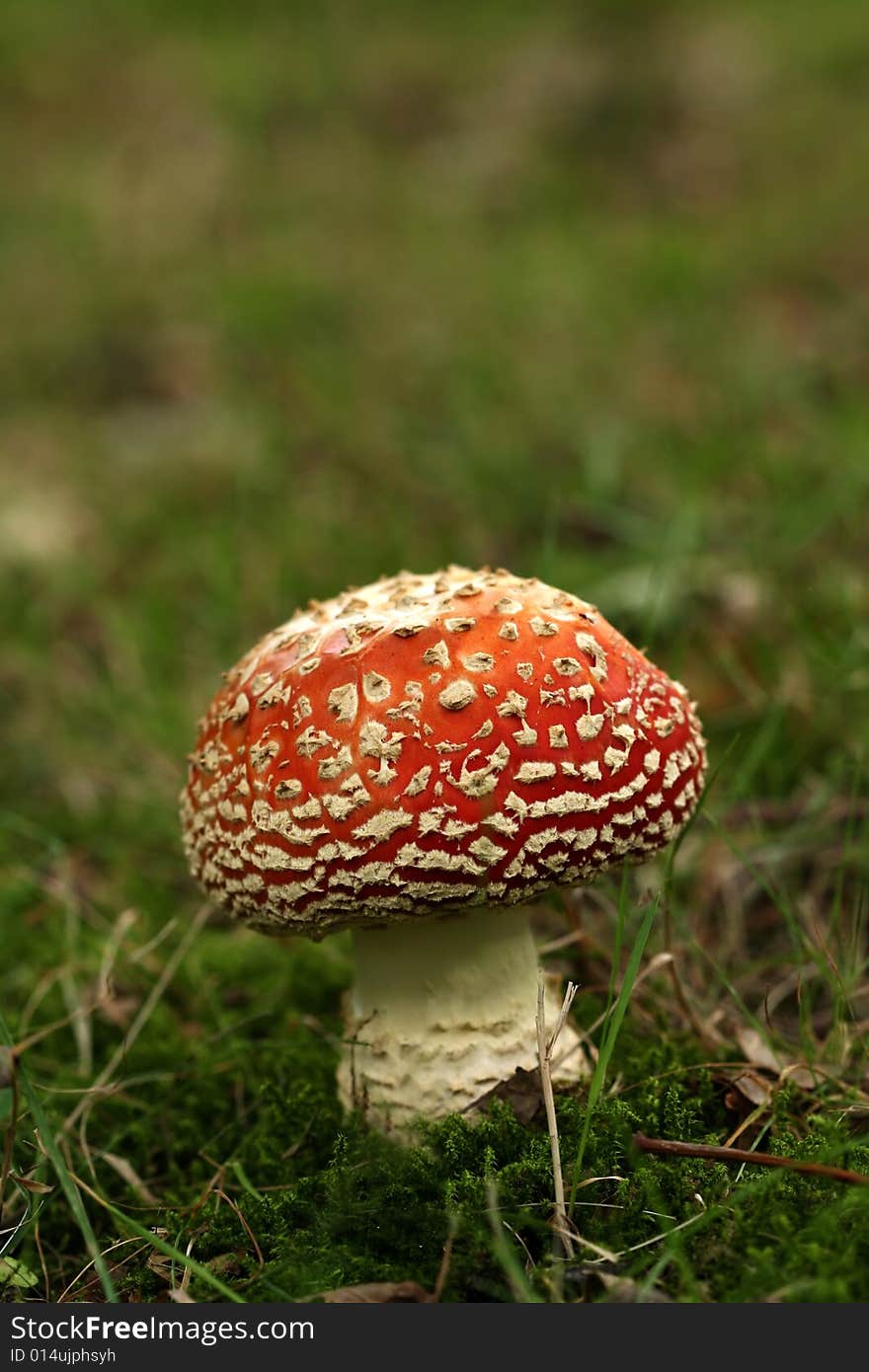 Autumn scene: fly agaric mushroom