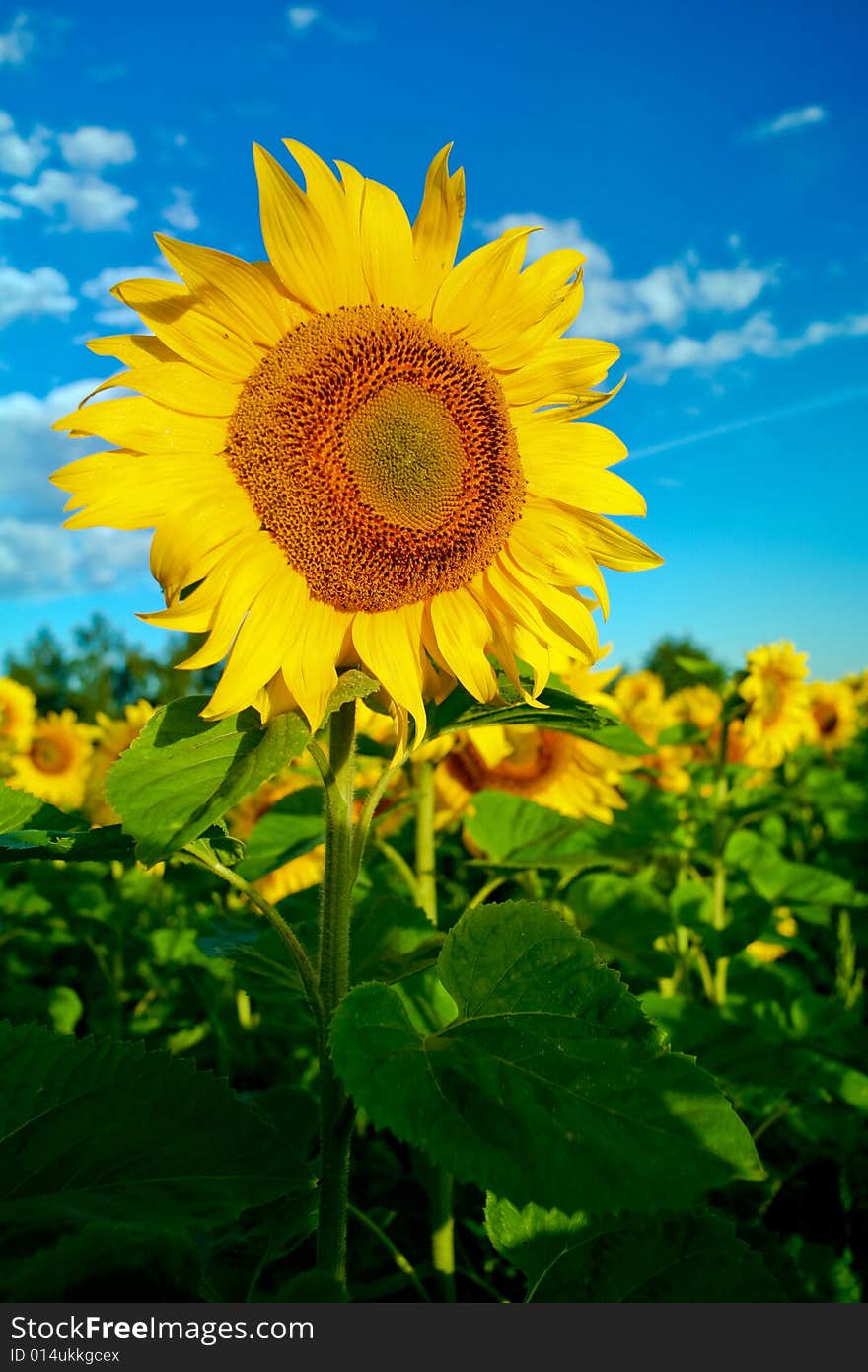 An image of yellow sunflower on a field. An image of yellow sunflower on a field