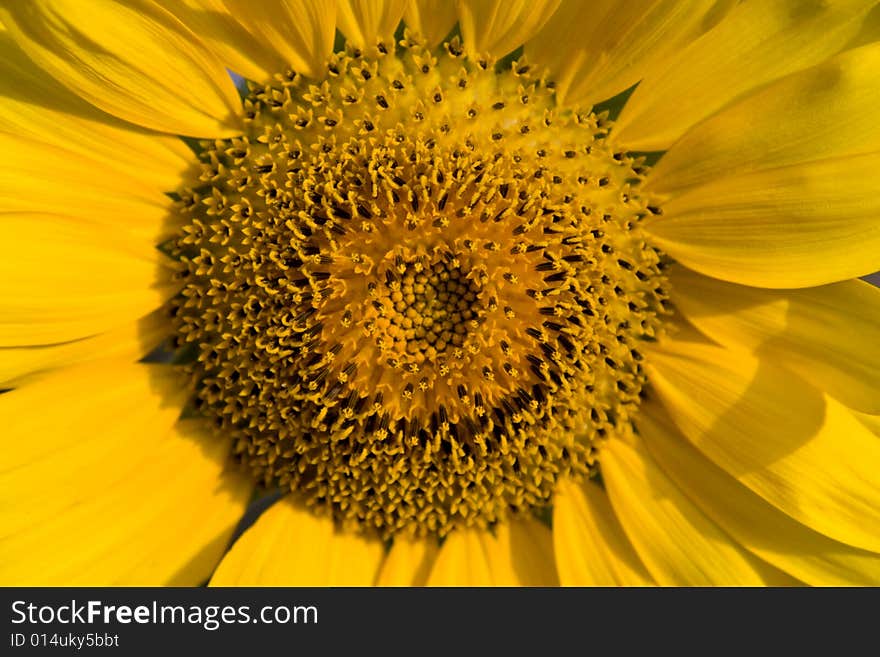 Macro Shot of Sunflower in a Field. Macro Shot of Sunflower in a Field