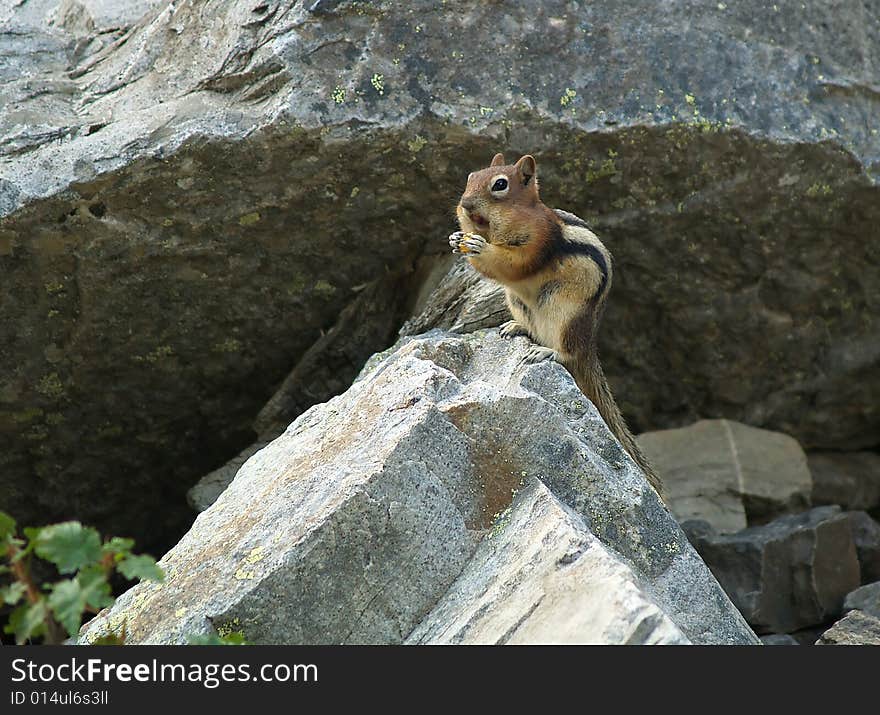 A happy chipmunk fills his cheeks with food while sitting on a rock. A happy chipmunk fills his cheeks with food while sitting on a rock.