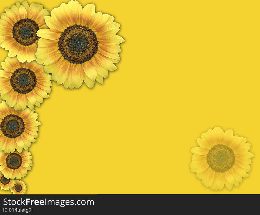 Sunflower Background