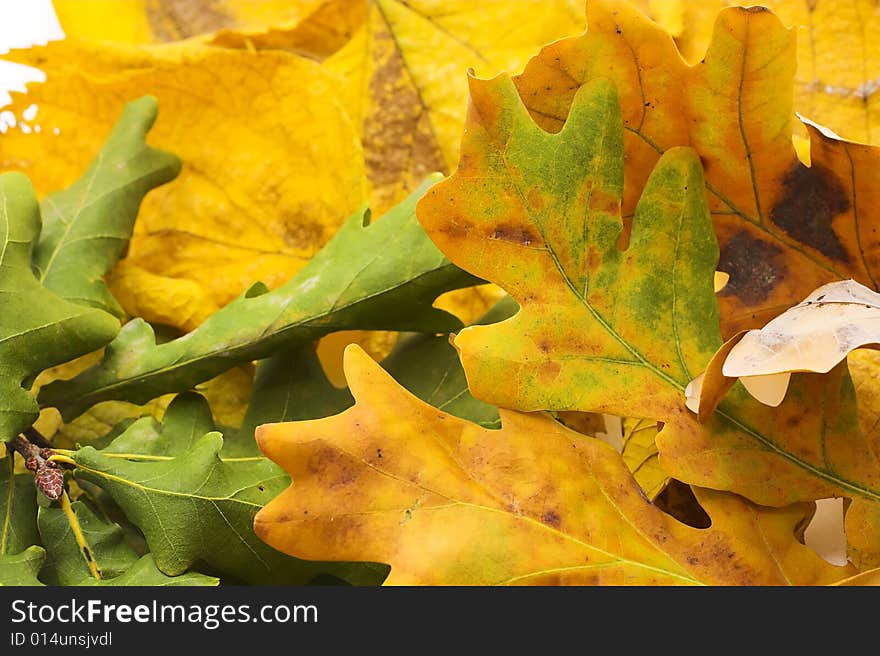 Autumn Leaves,closeup