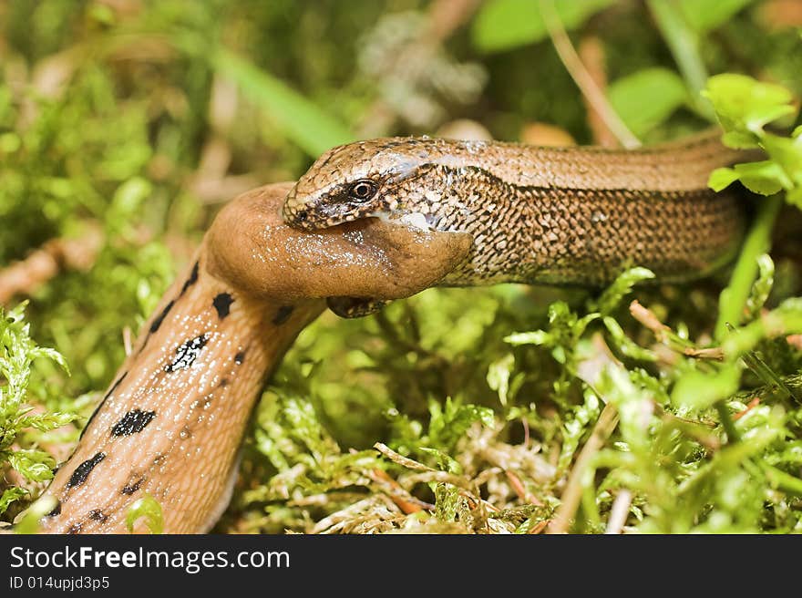 snake eating in the forest, closeup