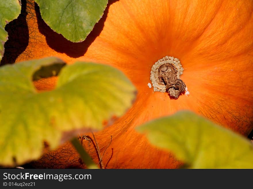 Close up shot of one large pumpkin in pumpkin field