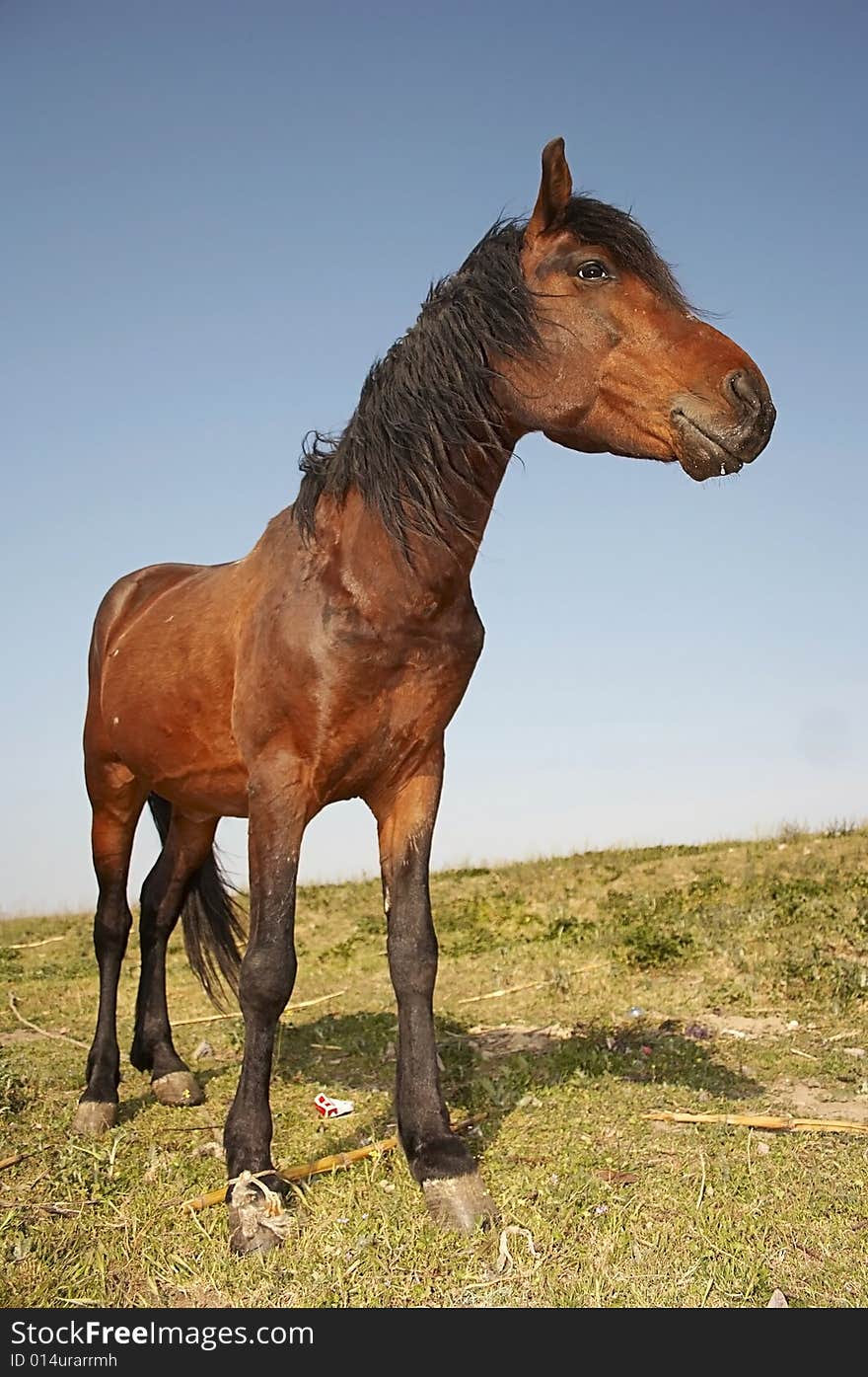 Profile of Domestic Horse at farm