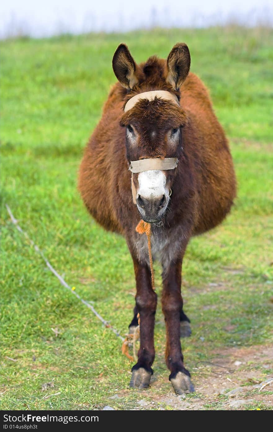 Donkey in green farmland in spring. Donkey in green farmland in spring