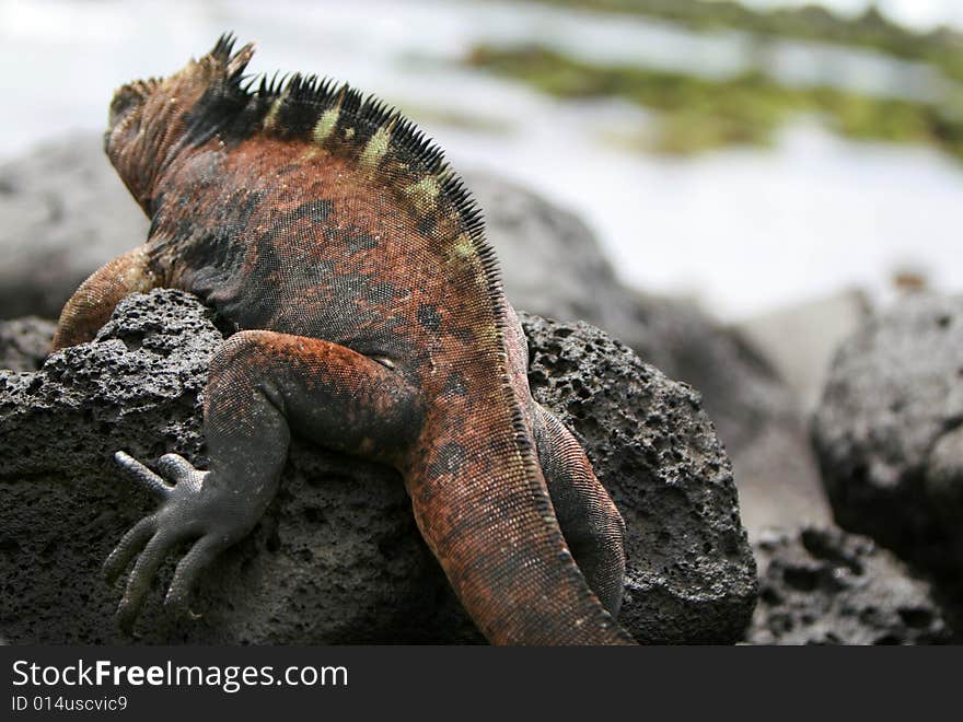 A marine iguana looks out over the tidal pools on the shores of the Galapagos Islands