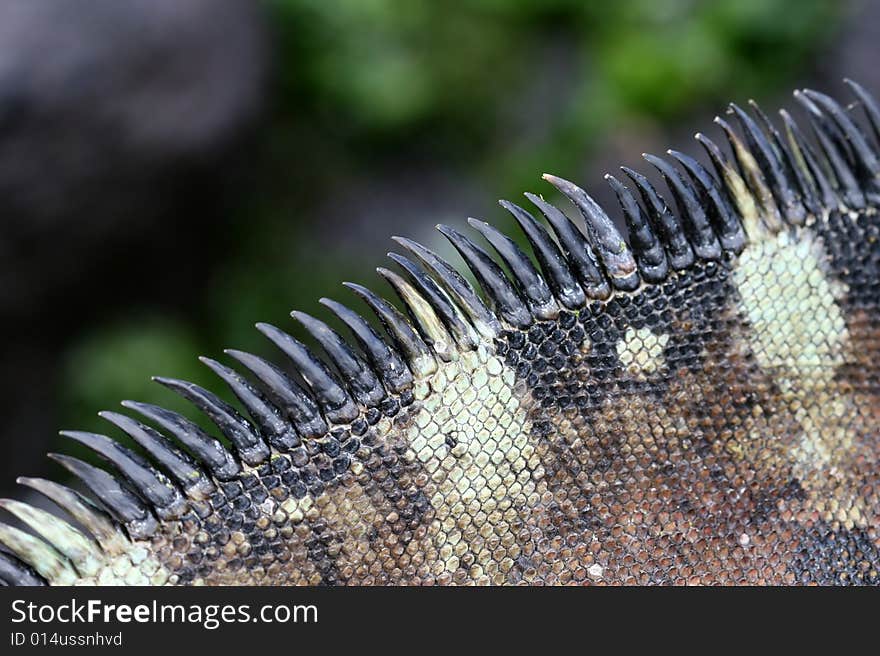 Galapagos Marine Iguana Spines