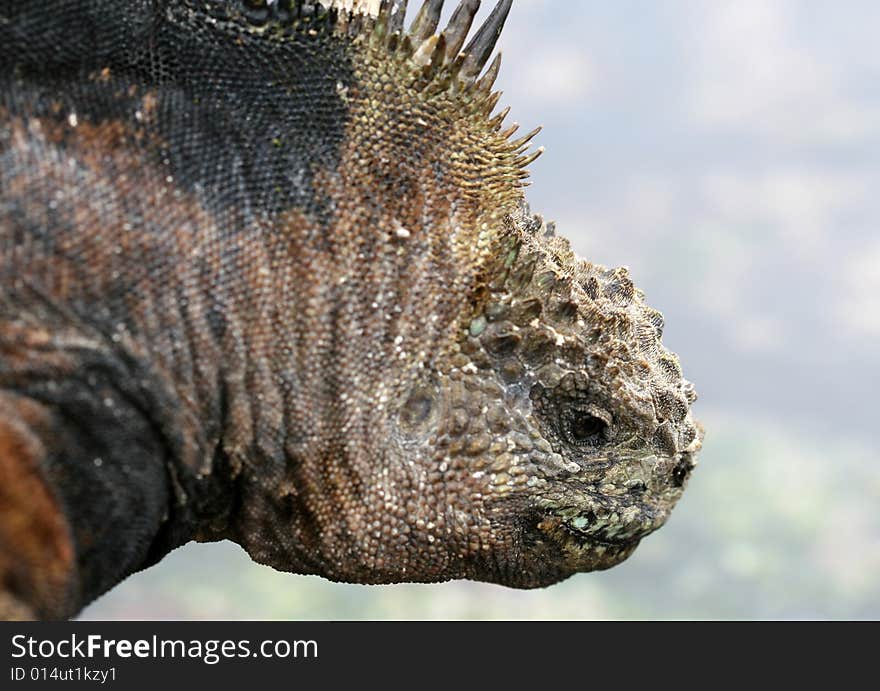 Close up head shot of a galapagos marine iguana