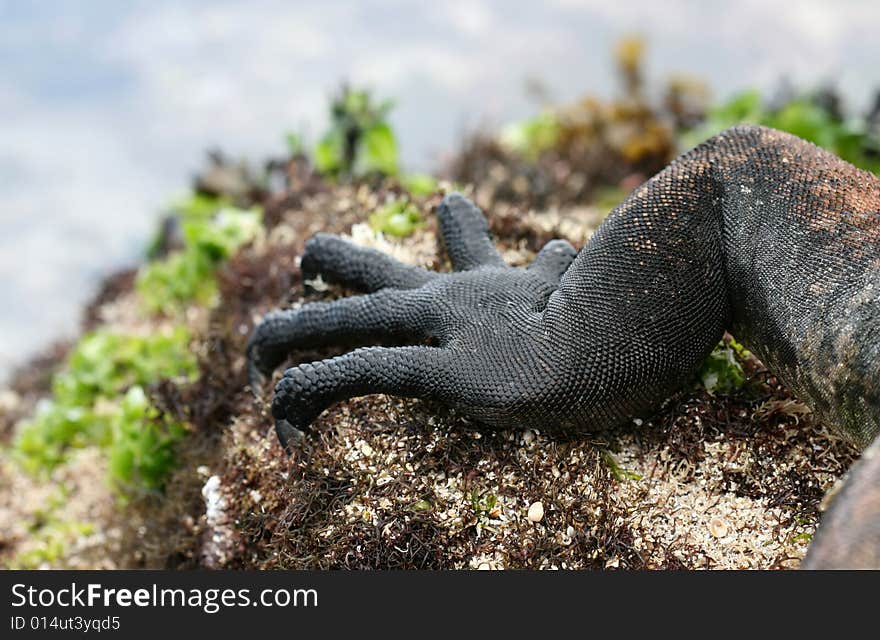 Close up claws on a marine iguana. Close up claws on a marine iguana