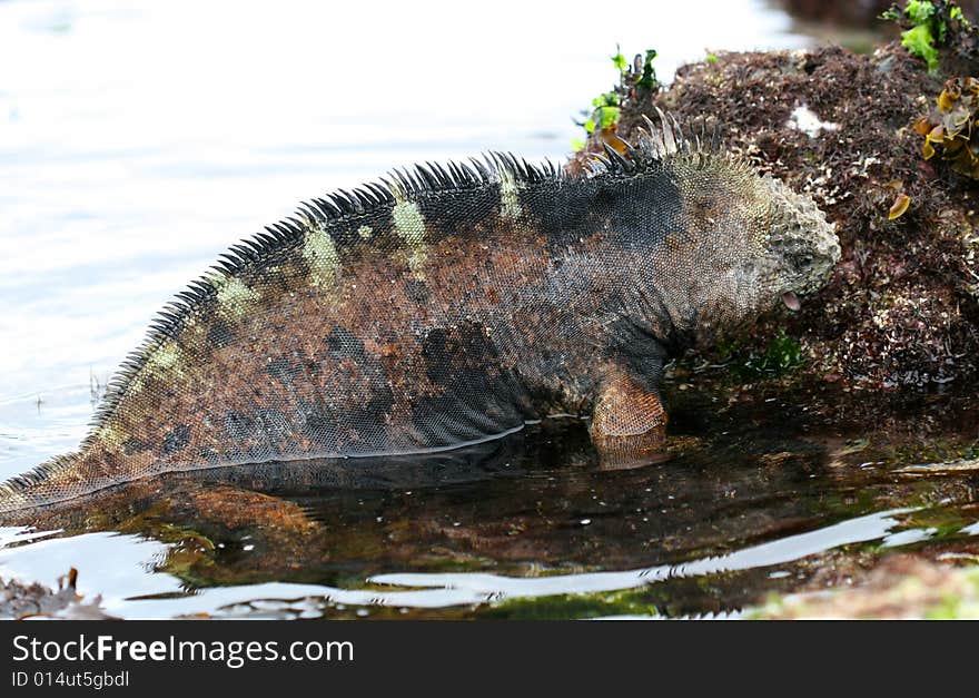 Eating Marine Iguana