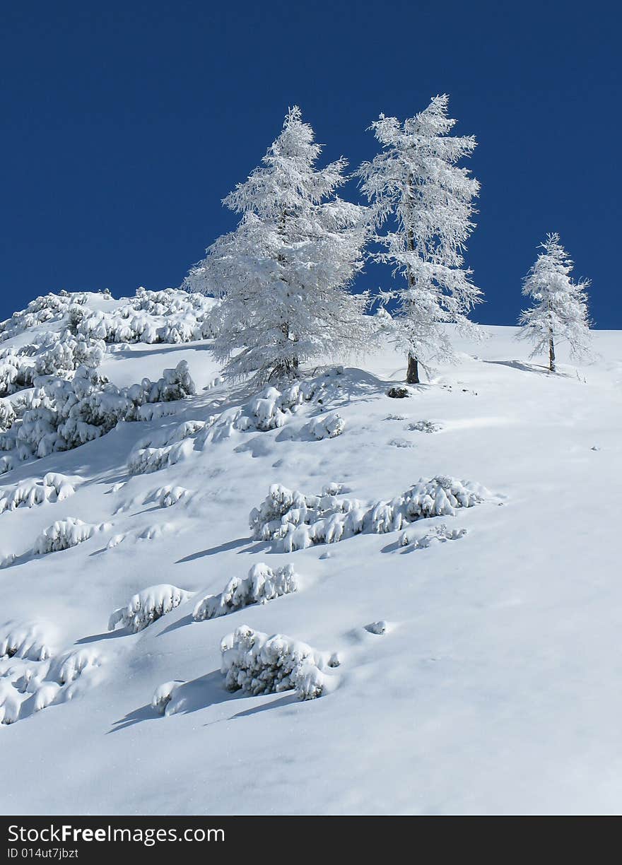 Frozen trees