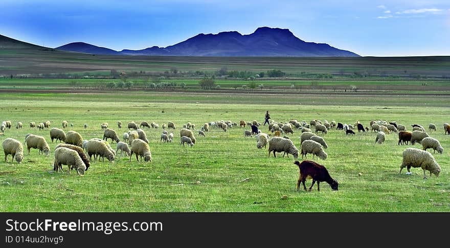 Sheep in a meadow