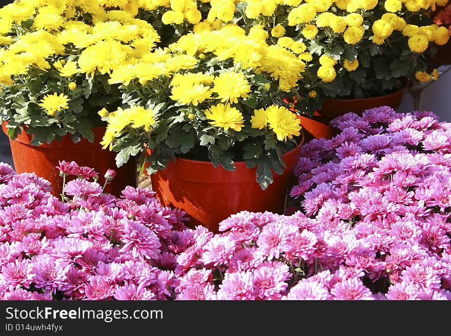 Beautiful autumn daisy for background. Beautiful autumn daisy for background