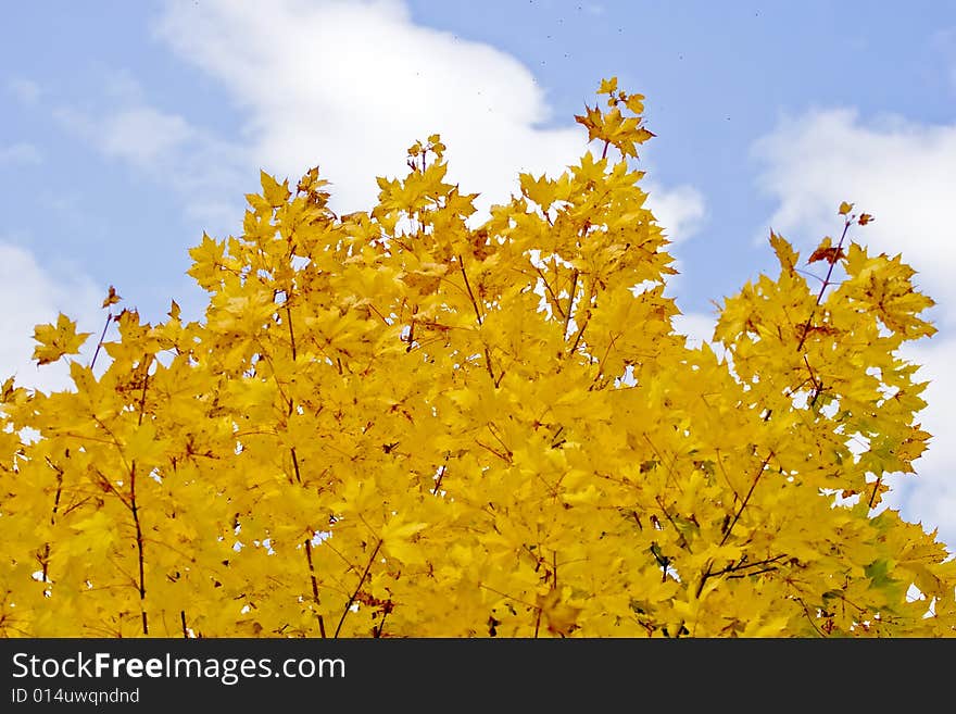 Autumn maple leaves on a blue sky. Autumn maple leaves on a blue sky