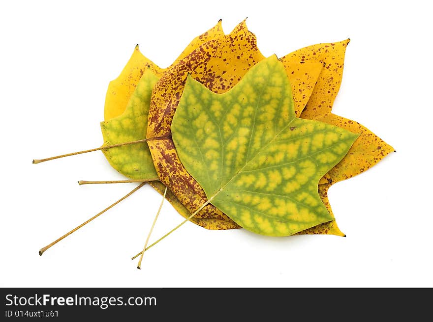 Autumn maple leaves on a white background. Autumn maple leaves on a white background