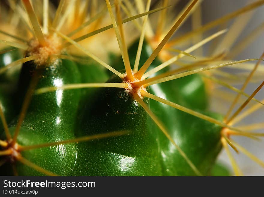 Green cactus with  sharp yellow thorn