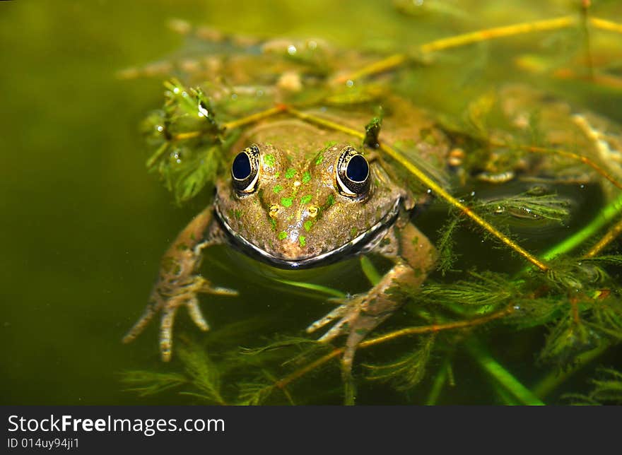 Green rana is swimming in pond