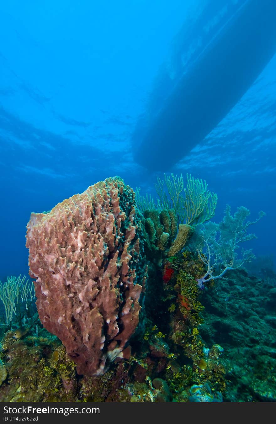 Giant Barrel Sponge