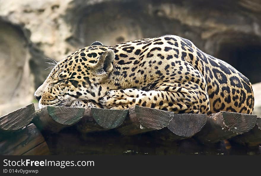 Portrait of nice sleeping leopard. Portrait of nice sleeping leopard