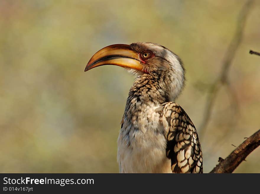 A Southern Yellowbilled Hornbill photographed in South Africa. A Southern Yellowbilled Hornbill photographed in South Africa.