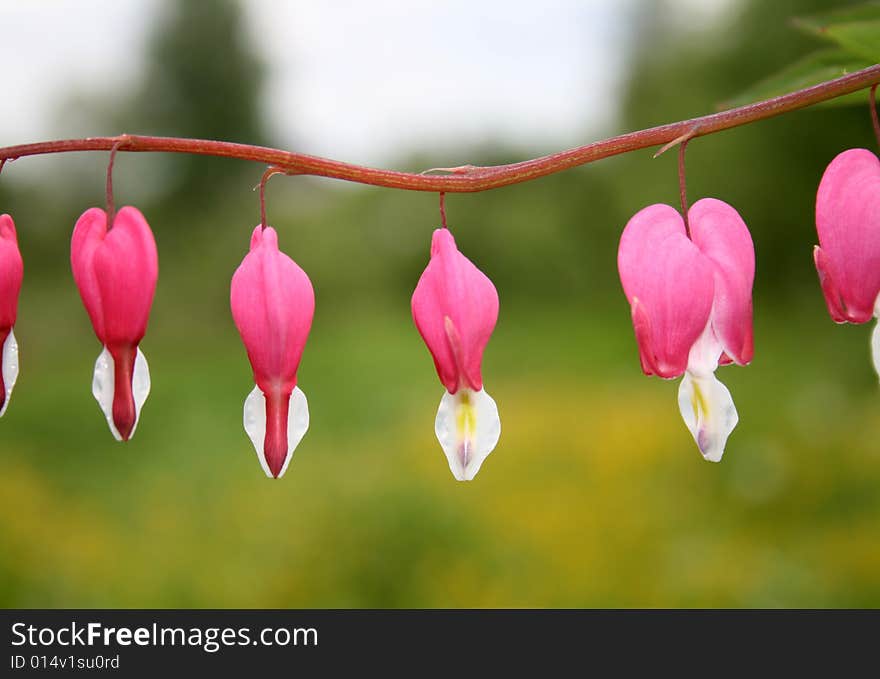 Red Flowers