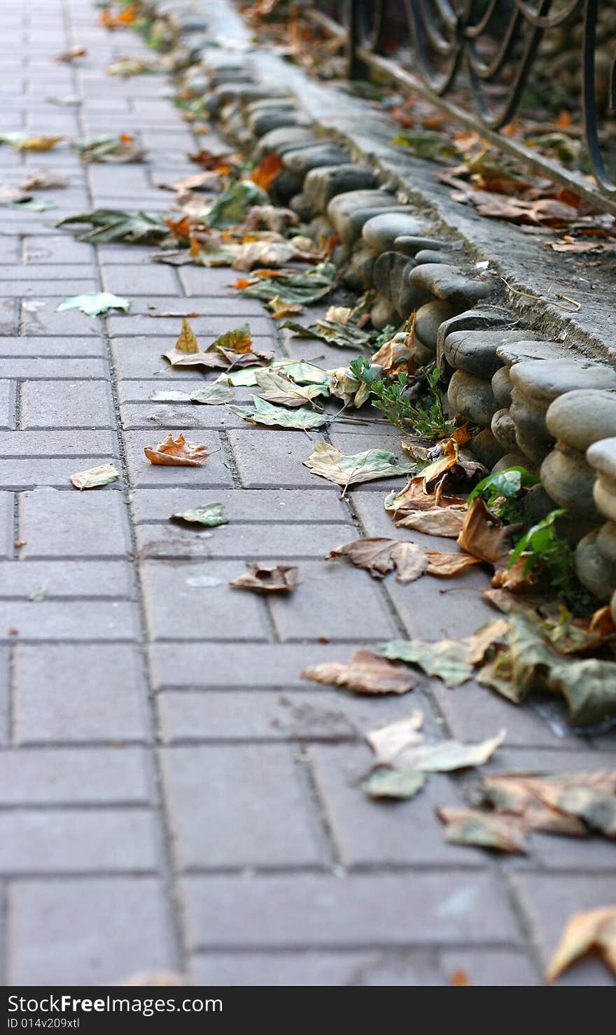 Color leaves on a road