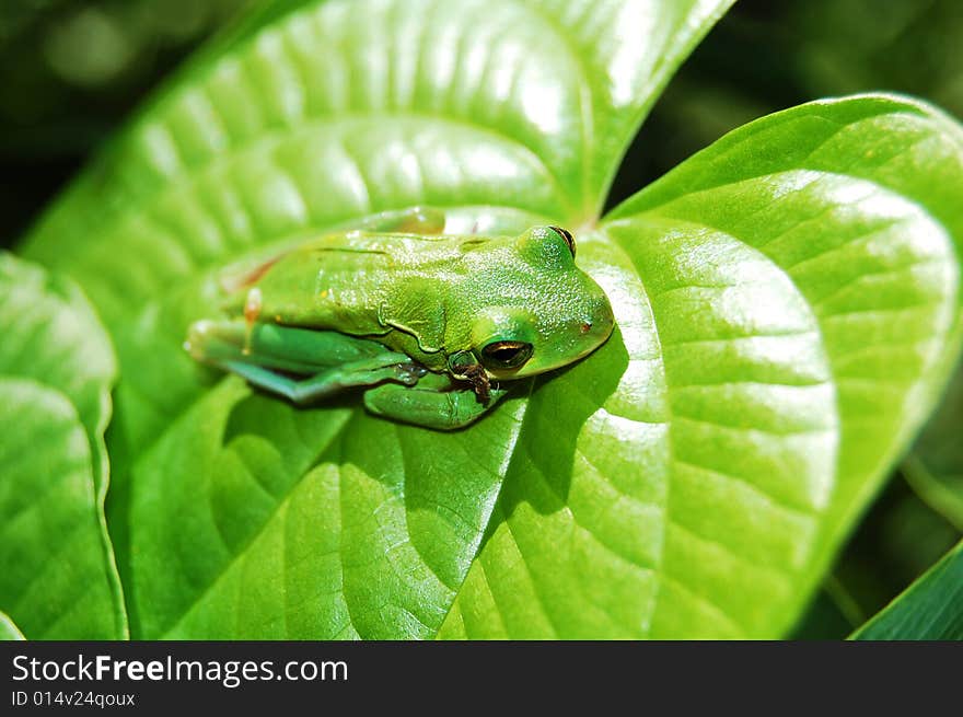 Green frog on a green leaf