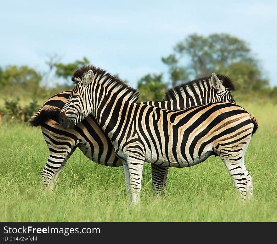 Burchell's Zebras (Equus quagga burchelli) in the Kruger Park, Africa.