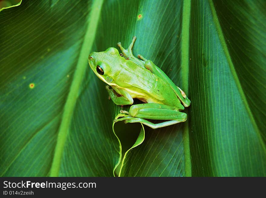 Green frog on green leaf