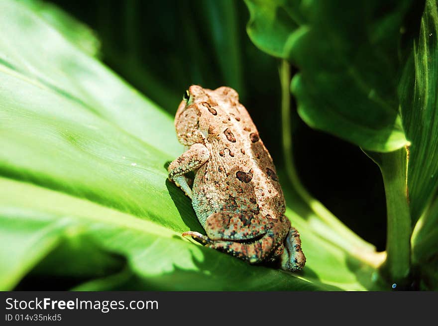 Brown toad