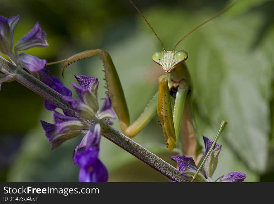 Praying Mantis, Chinese Mantis (Tenodera aridifolia sinensis) on purple flowers