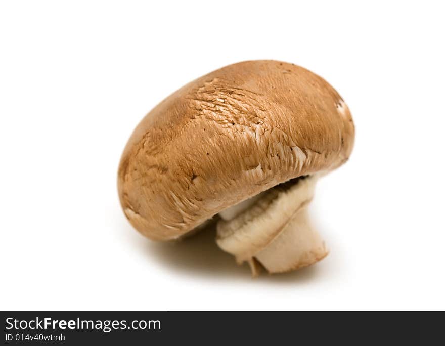 Single brown champignon on white background