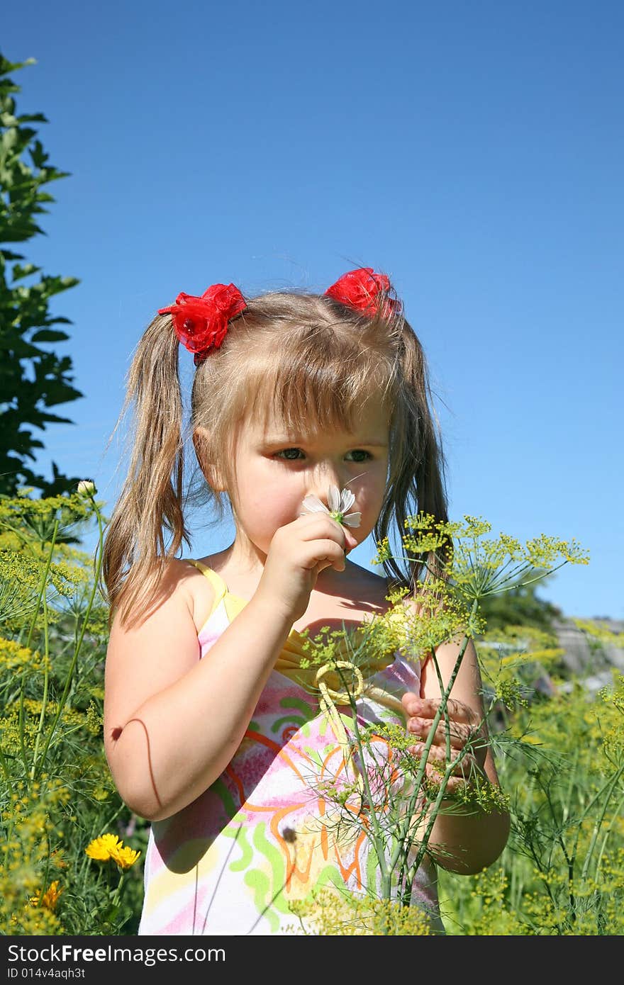 The little girl smells a camomile. The little girl smells a camomile