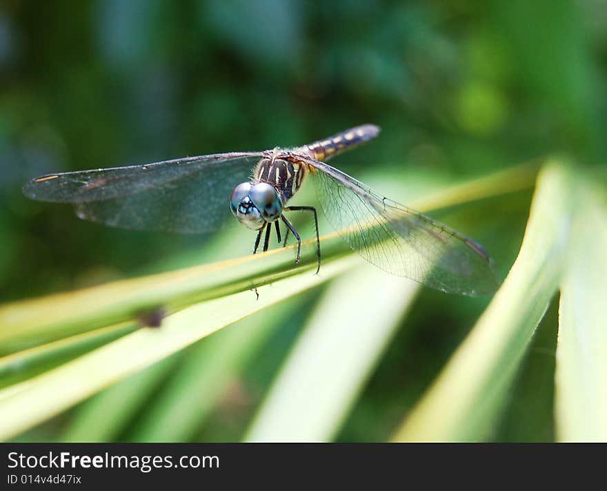 Dragonfly on a green palm leaf