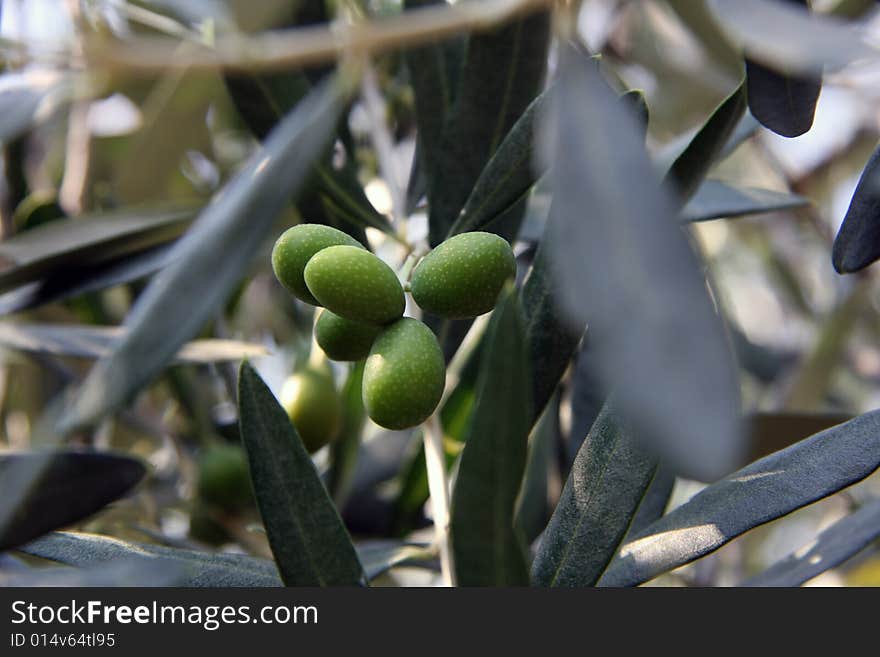 Cluster of olives between leaves in summer