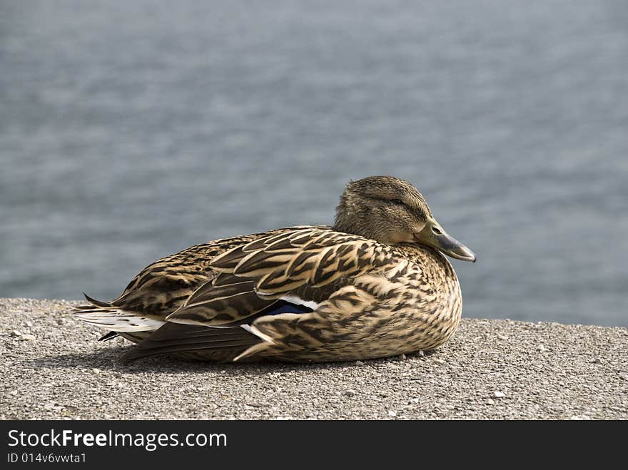 Brown female mallard duck sitting at a lake. Water in background. Brown female mallard duck sitting at a lake. Water in background.