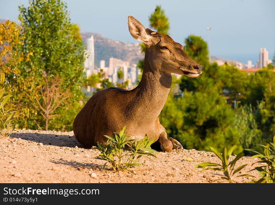 Deer laying on a hill, Terra Natura, Spain