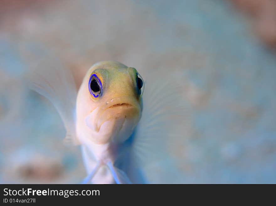 Yellowhead Jawfish