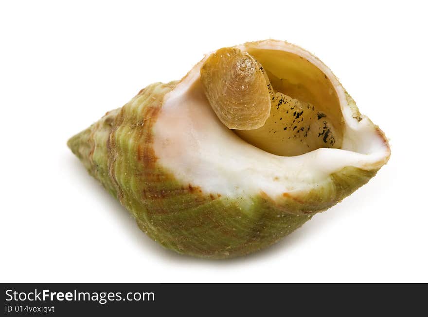 Single cooked shell on white background