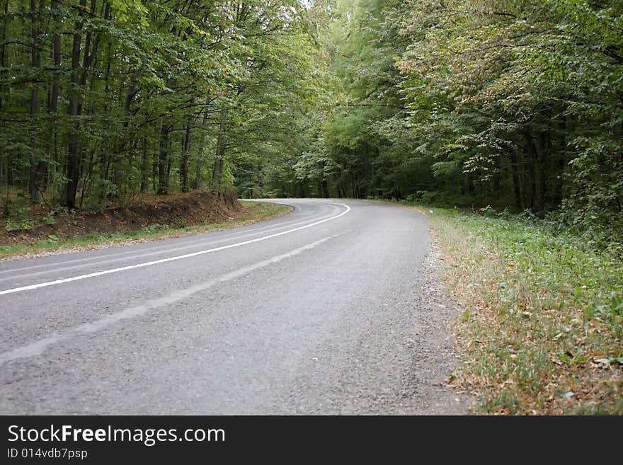 Road in the forest