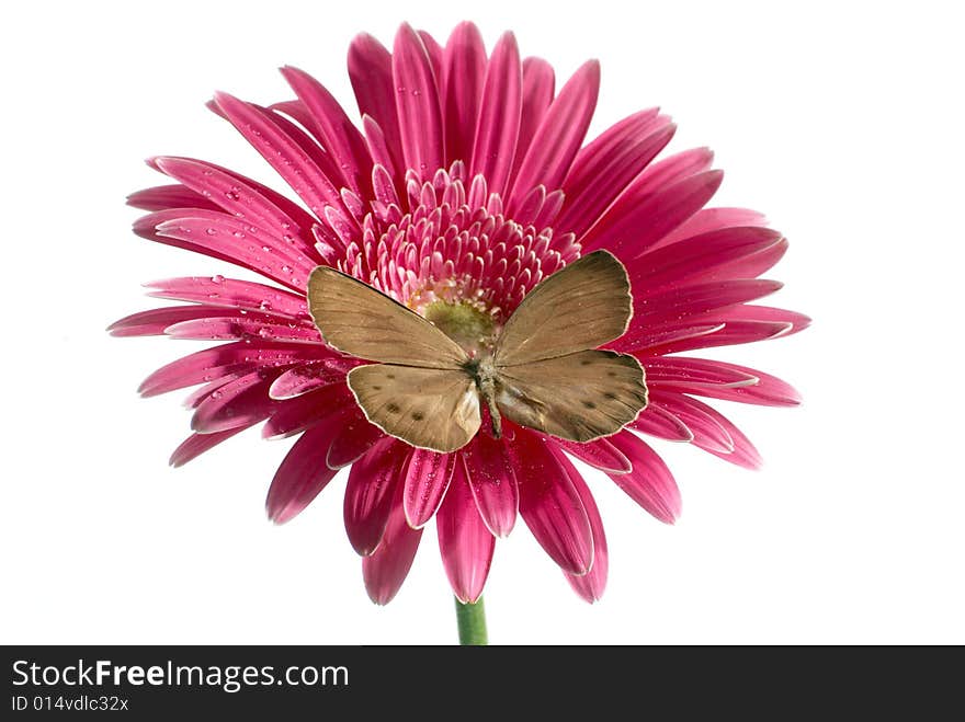 The butterfly on a red flower. The butterfly on a red flower