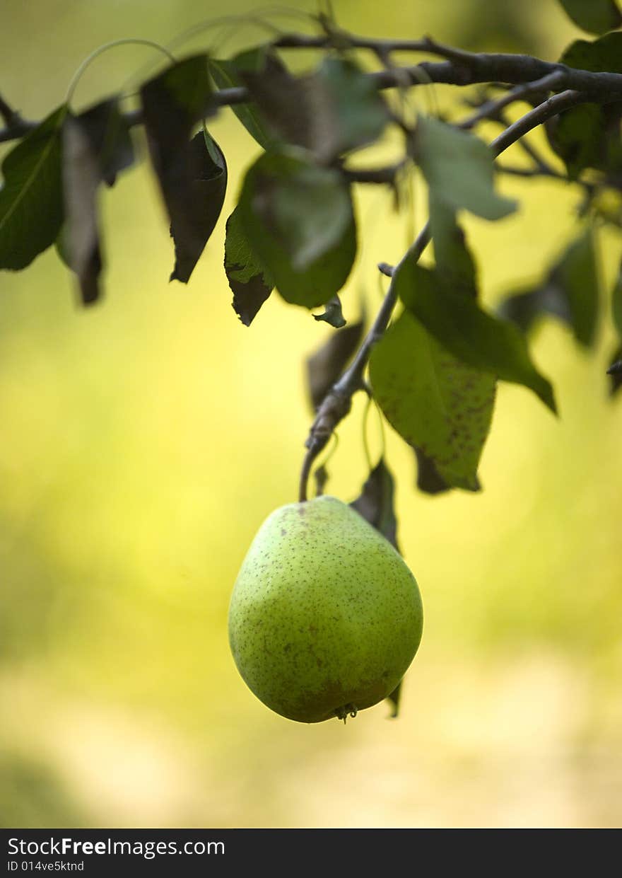 Green pear on the tree with blur yellow-green background