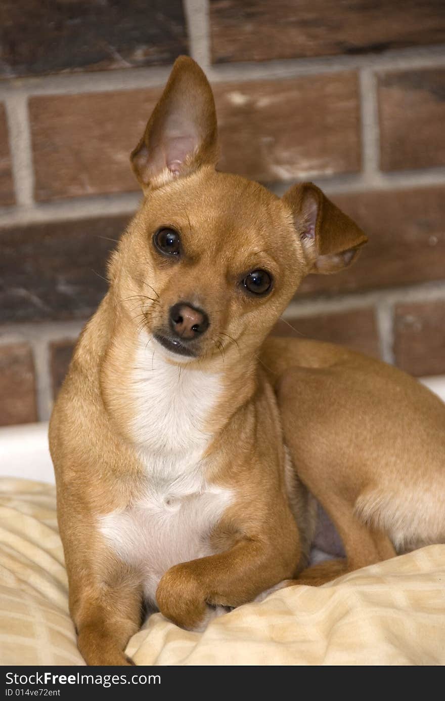 A fawn colored chihuahua posing for a photo against a brick wall and sitting on a cushion. A fawn colored chihuahua posing for a photo against a brick wall and sitting on a cushion