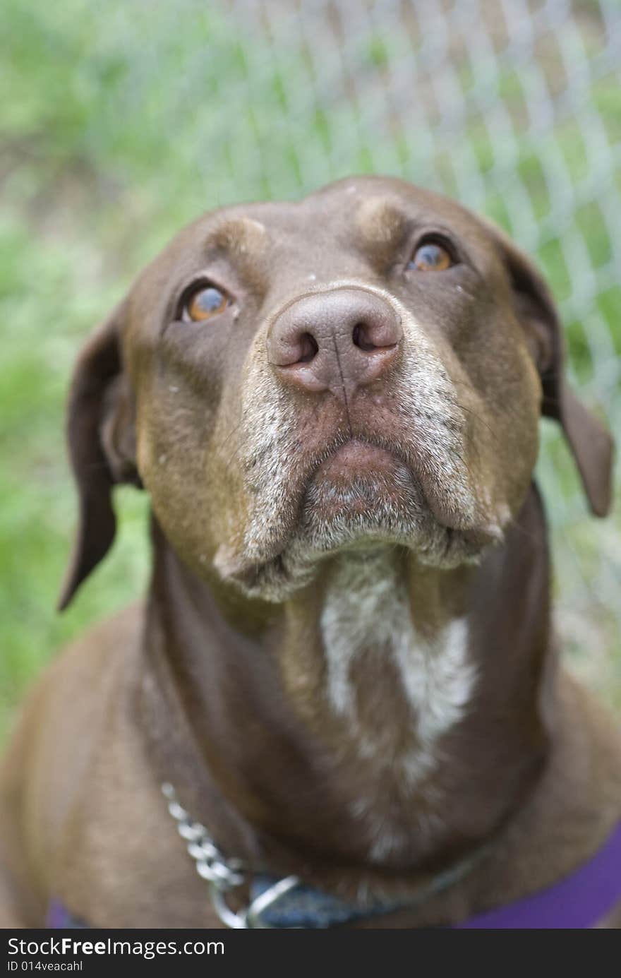 Beautiful chocolate lab looking up lovingly at it's owner. Beautiful chocolate lab looking up lovingly at it's owner