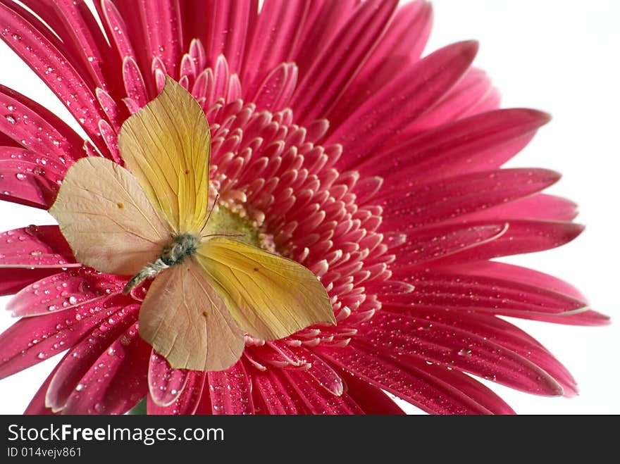 Butterfly on the flower