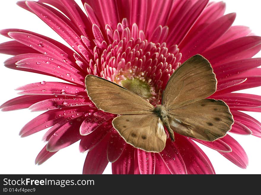 Butterfly On The Flower