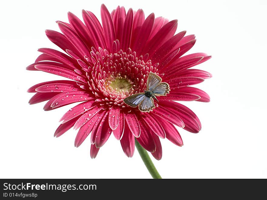 The butterfly on a red flower. The butterfly on a red flower