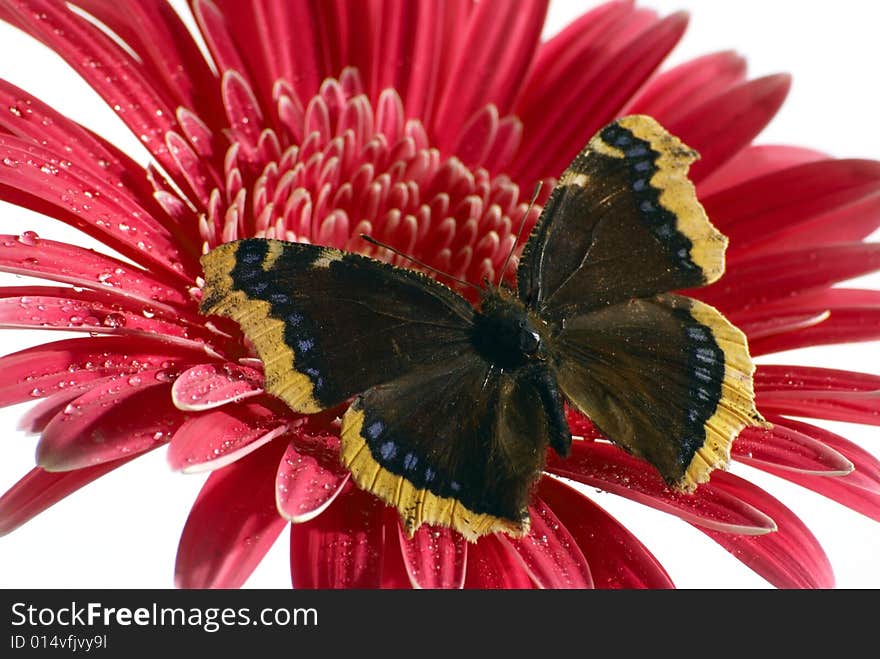 Butterfly on the flower